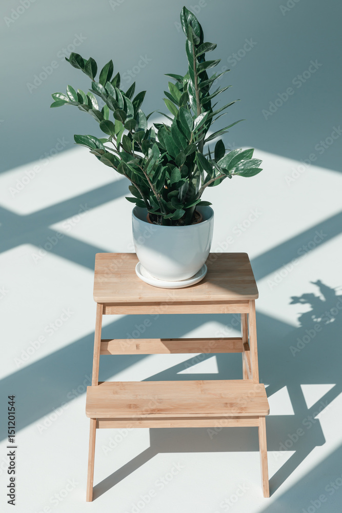 potted plant in white vase on flower stand at empty room