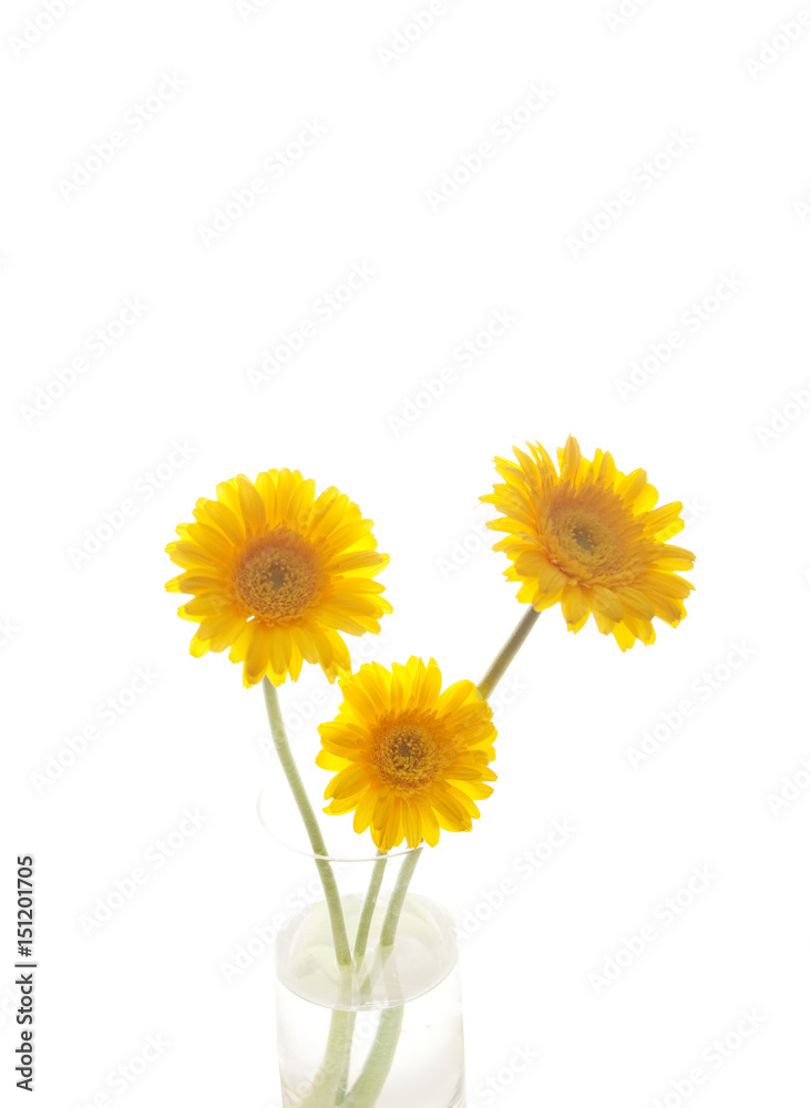 Fototapeta premium ガーベラの花