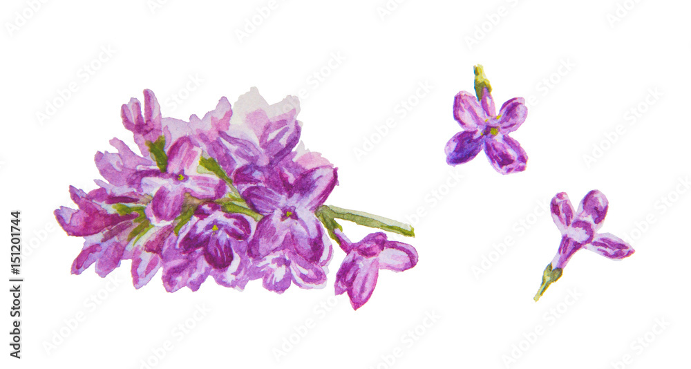 warecolor blooming lilac branch and flowers isolated on white background warecolor blooming lilac branch and flowers isolated on white background