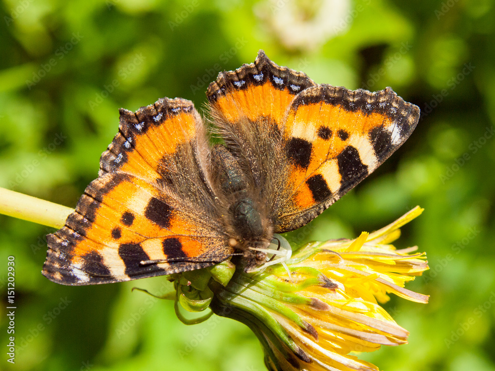 Obraz premium Butterfly on flower