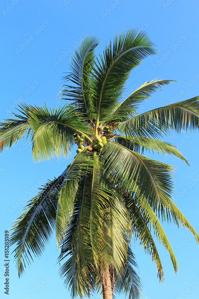 Coconut plantation in Thailand