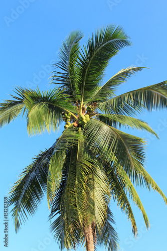Wallpaper Mural Coconut plantation in Thailand Torontodigital.ca