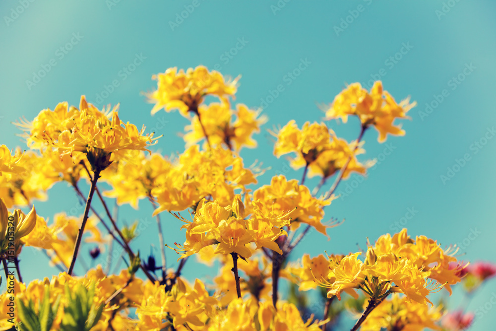 Yellow Azalea flowers in the garden in sunny day against blue sky Yellow Azalea flowers in the garden in sunny day against blue sky