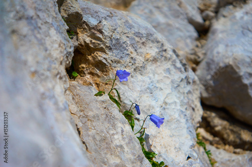 Small purple flowers between rocks in the mountains could display resiliance and tenacity in harsh enviroments photo