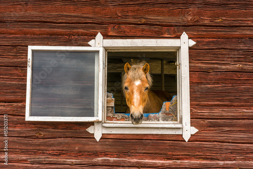 Horse sticks his head through a window and looks into the camera outdoors. Old window frame on red worn wooden barn wall.
