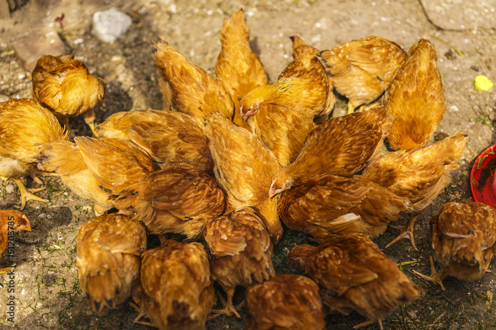 Chickens in a household somewhere in the country in Romania Chickens in a household somewhere in the country in Romania
