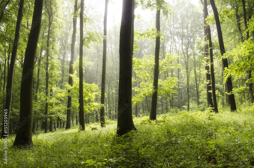 Obraz premium magnificent nature