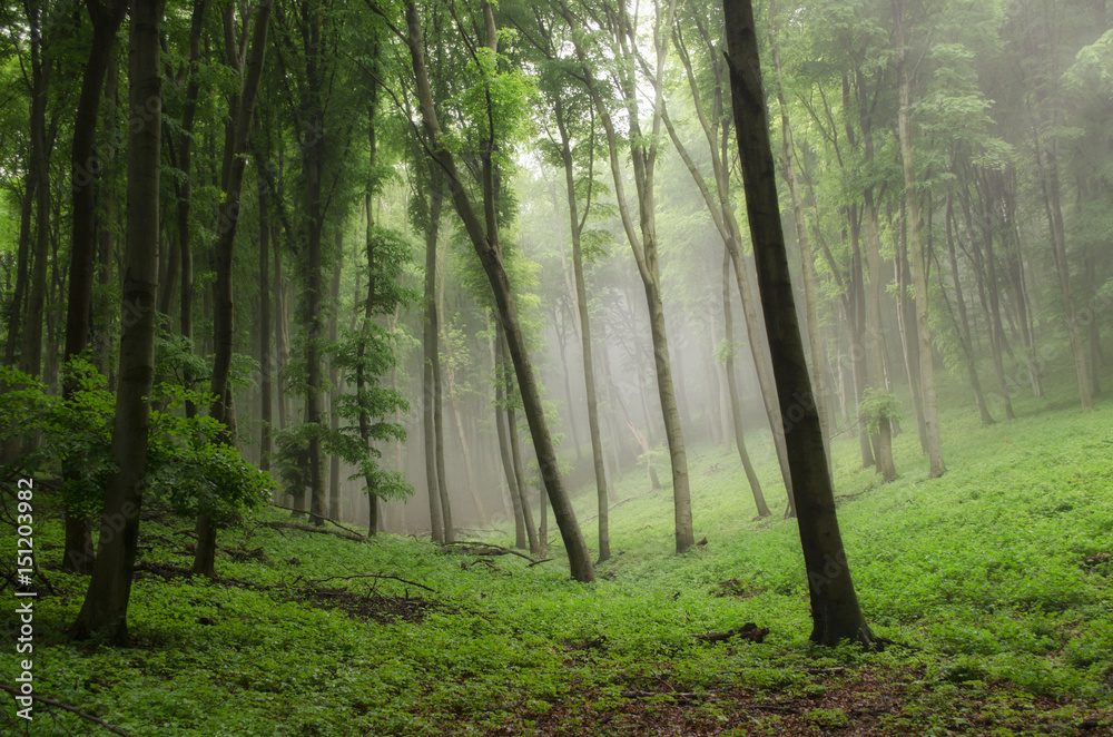 Obraz premium magnificent nature