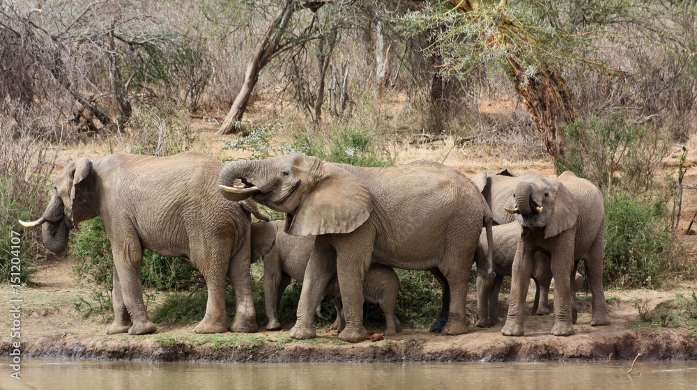 Fototapeta premium Elephant herd drinking