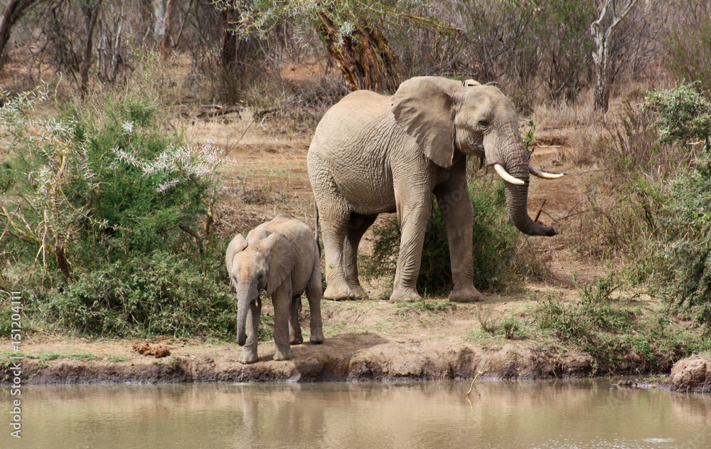 Fototapeta premium Female elephant and calf on the river bank