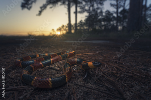 Eastern coral snake (Micrurus fulvius) in the wild, Florida photo