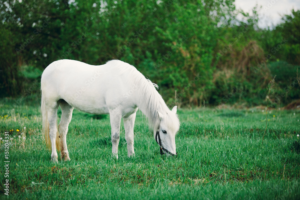 Fototapeta premium .A horse on the grass pony eats looks at the camera