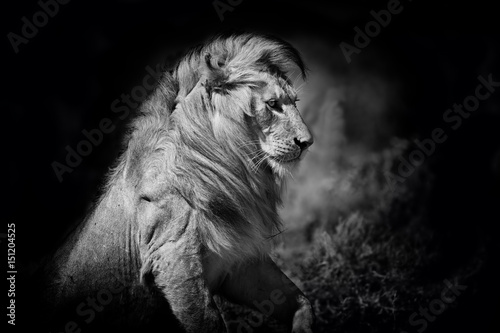 Black and white portrait of an amazing Lion in the Serengeti National Park  Tanzania