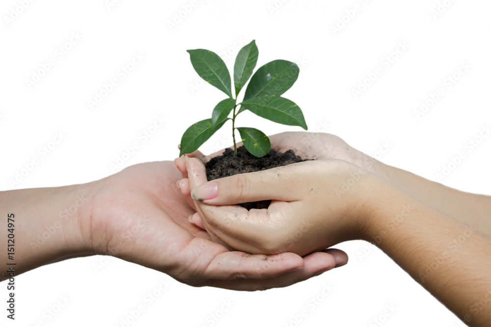 daughter hands in dad hands holding green young plant isolated on white background daughter hands in dad hands holding green young plant isolated on white background