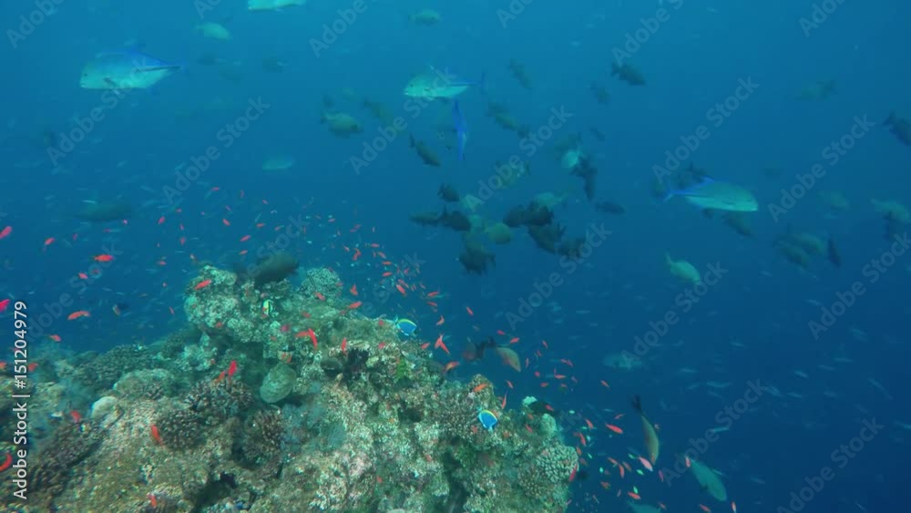 ein wunderschönes Riff mit sehr vielen verschiedenen Fischen ein wunderschönes Riff mit sehr vielen verschiedenen Fischen