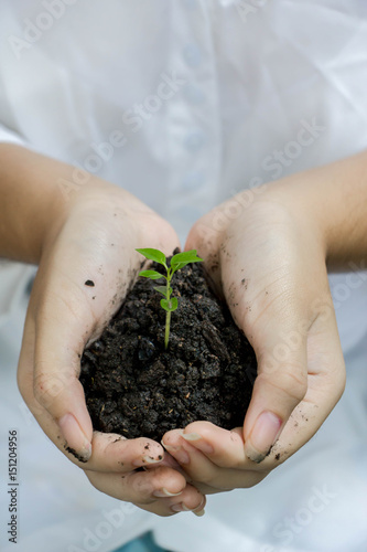 woman hands holding green young plant