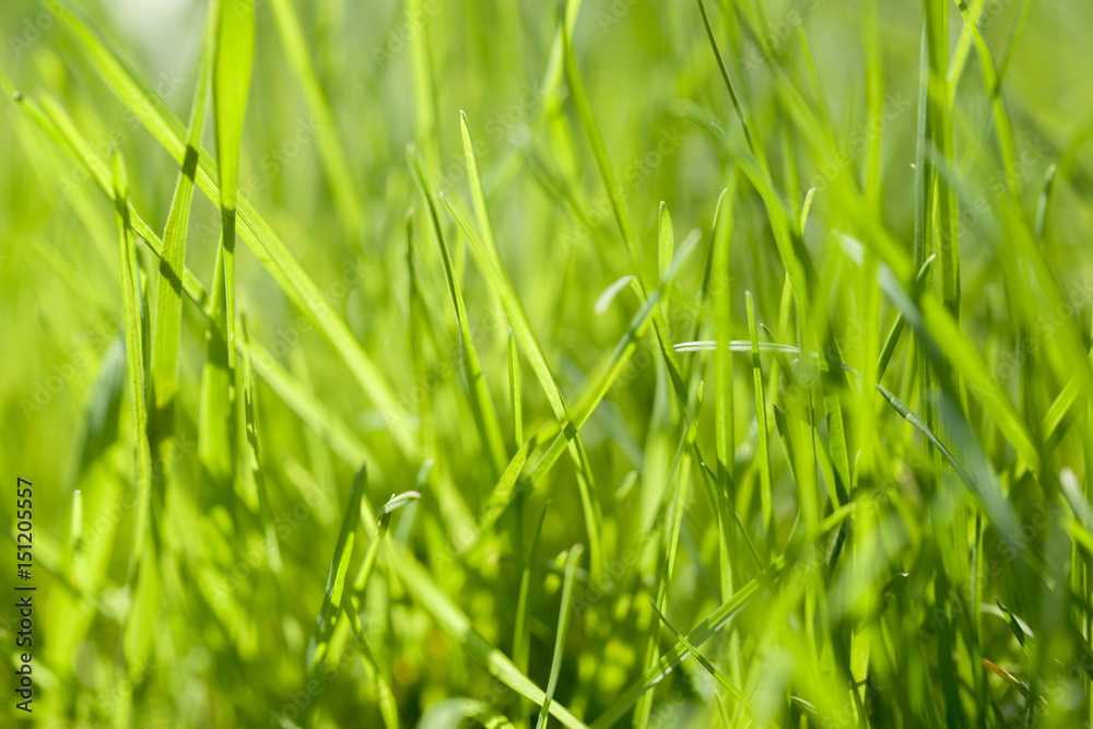 Background of green grass on a summer day Background of green grass on a summer day