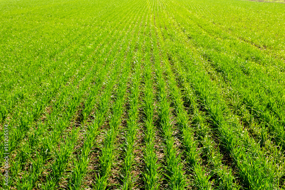 spring green field spring green field