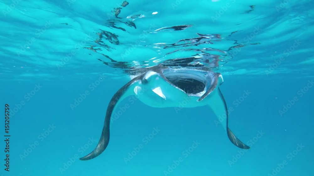 ein großer Manta schwimmt mit offenem Maul auf mich zu