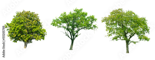 Collection of tree on white background.  for gardening  