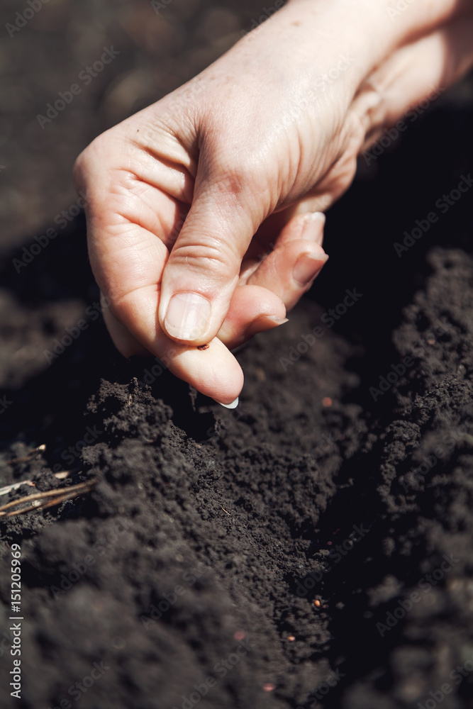 Hand women sows seeds in ground close-up Hand women sows seeds in ground close-up