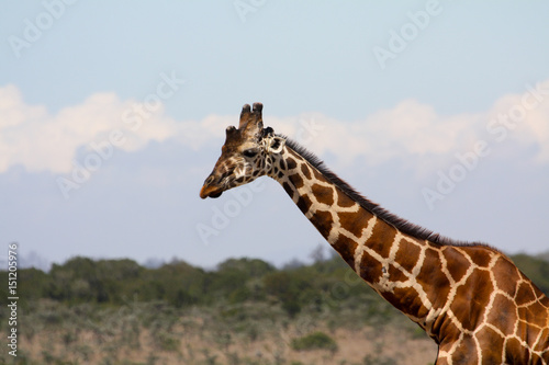 Portrait of a reticulated giraffe © Blair Costelloe