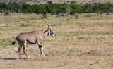 Oryx trotting across a plain