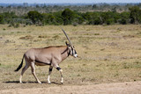 An oryx walks across the savannah