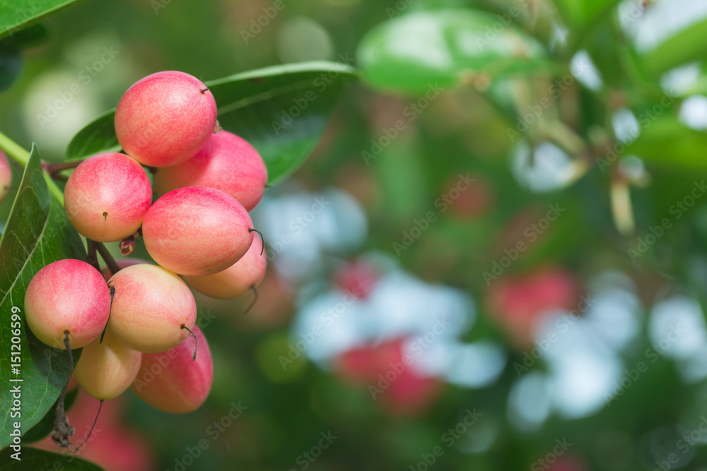 Carunda or Karonda ,Tropical Fruits from Thailand and Southeast Asia
Carunda or Karonda ,Tropical Fruits from Thailand and Southeast Asia