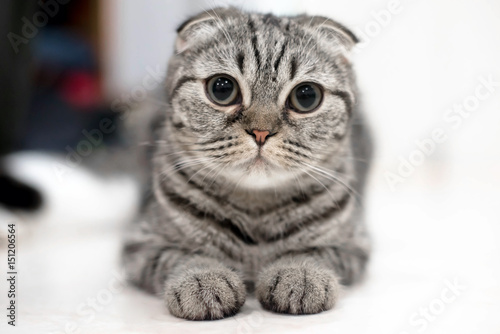 Portrait of brown-eyed cat isolated on the floor,  Cat sleeping on the ground And pondering the past stories in life, the Cute cat sleeps, Scottish Fold.