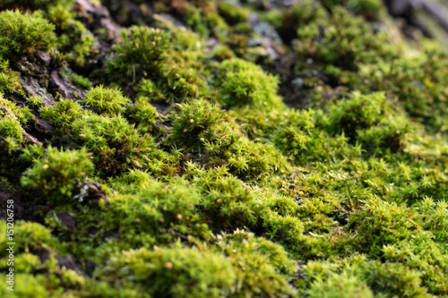 moss mountains