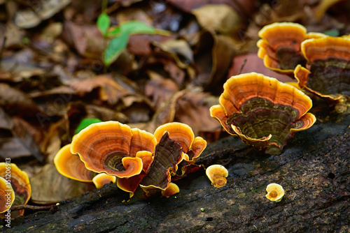 Ganoderma mushroom on driftwood in nature