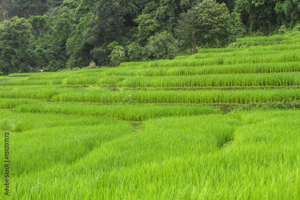 Pa Pong Piang Rice terraces,Chiang Mai,Mae Cham, Thailand