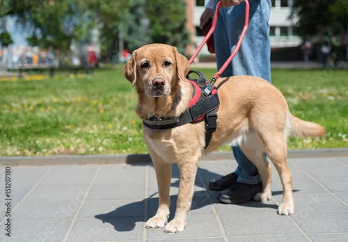 Fototapeta na wymiar Guide dog is helping a blind man