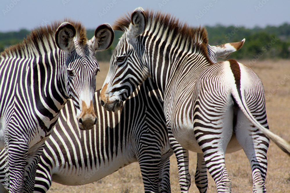 Naklejka premium Three Grevy's zebras