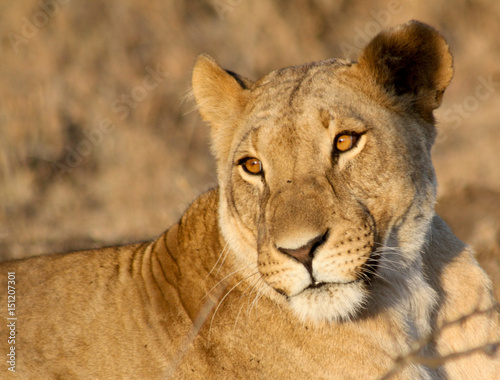 Golden lioness