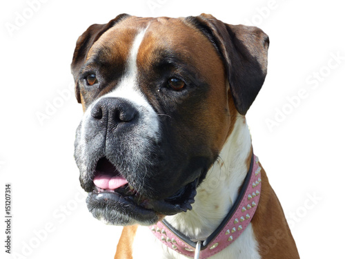 german Boxer Dog Face portrait looking alert © Art Elysia