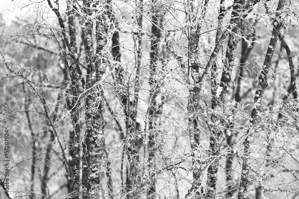 Fototapeta Snow-covered winter russian forest