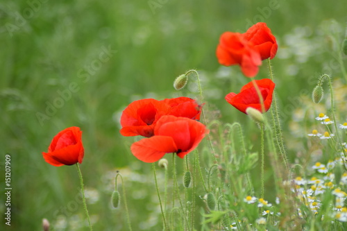 Beautiful nature with poppy 