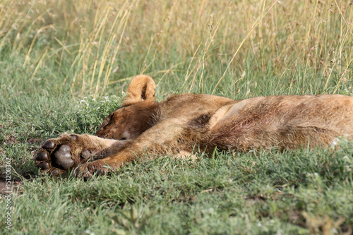 Napping lion