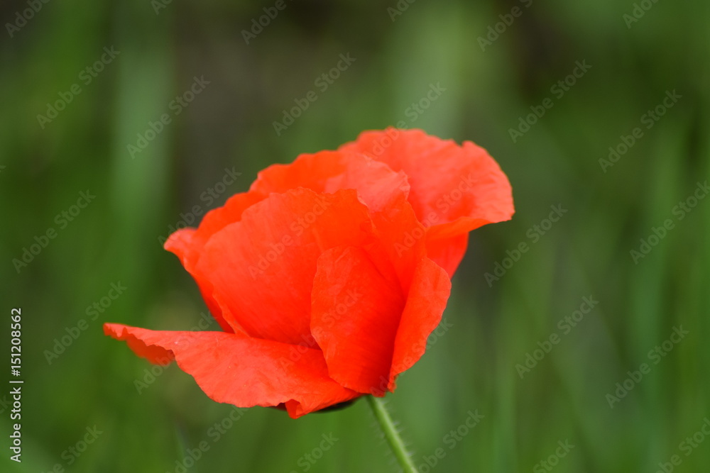 Single poppy flower beautiful macro Single poppy flower beautiful macro
