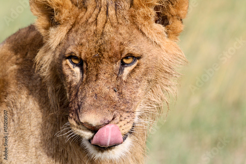 Hungry lion
