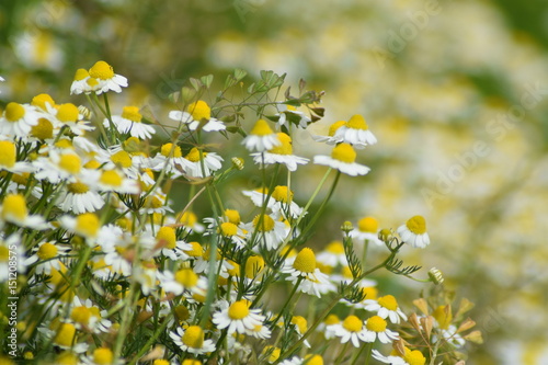 Chamomile in nature, meadow on sunny day