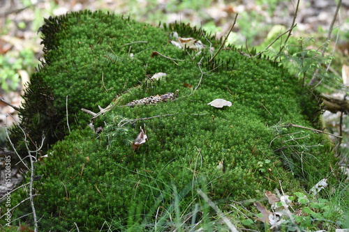 Nachmittag im Wald photo