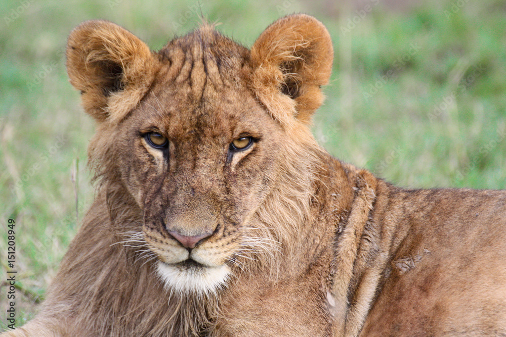 Close-up of a young lion Close-up of a young lion