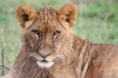 Close-up of a young lion