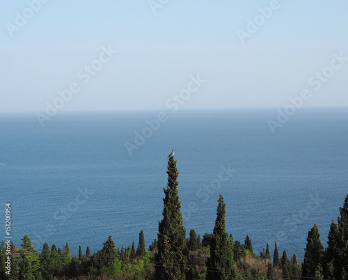 Horizon sea cypress