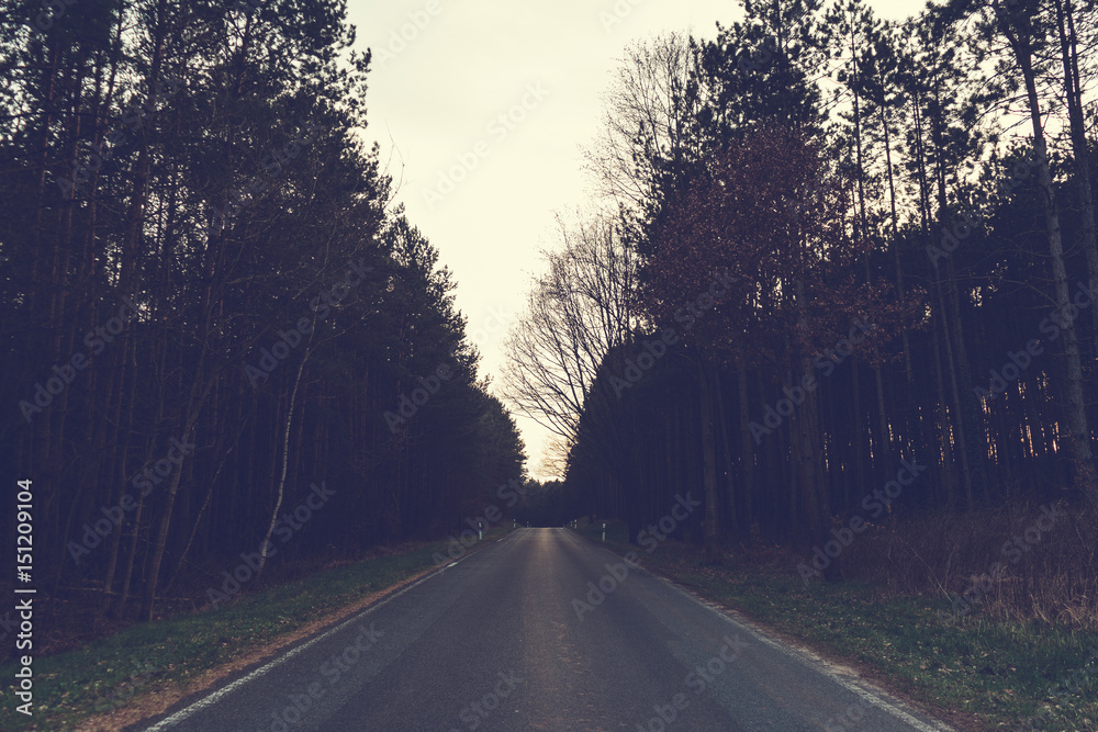 darken street at forest landscape