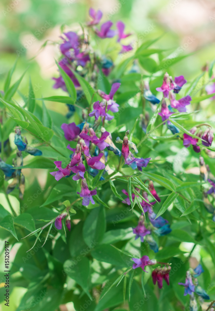 Spring, beautiful, bright, purple-blue flowers of the forest. Soczewicy spring, Lathyrus Vernus. Spring, beautiful, bright, purple-blue flowers of the forest. Soczewicy spring, Lathyrus Vernus.