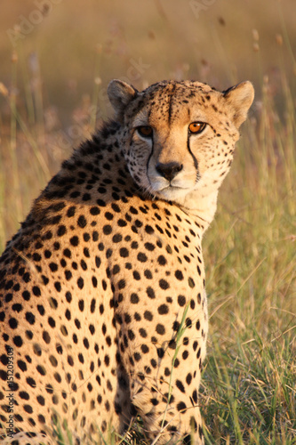 A cheetah in the golden afternoon sun